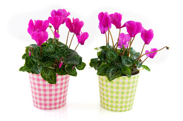 Pink Cyclamen for interior
