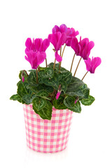 Pink Cyclamen for interior
