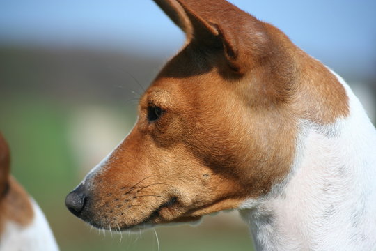 Basenji Calaila 3