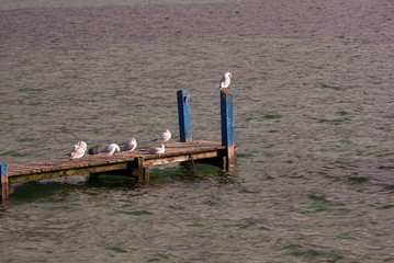 Port et Oiseaux