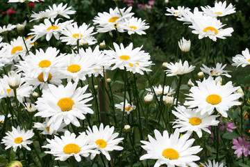 Daisies as a Floral background