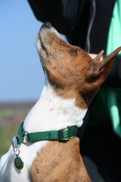 Basenji Embayo 4