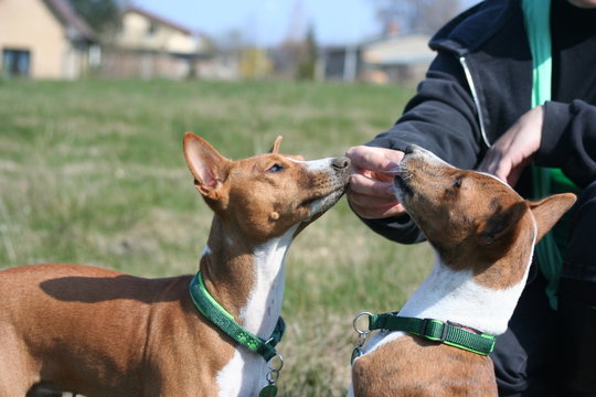 Basenji beim Spiel 10