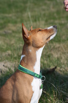 Basenji Calaila 22