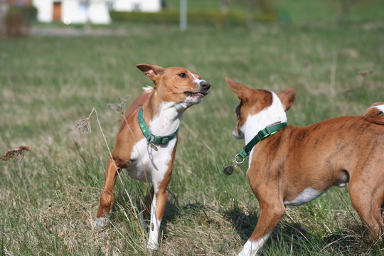 Basenji beim Spiel 9