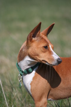Basenji Calaila 20