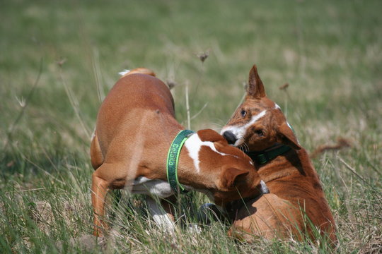 Basenji beim Spiel 2