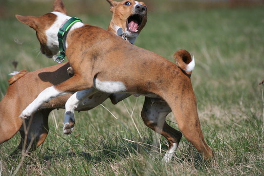 Basenji beim Spiel