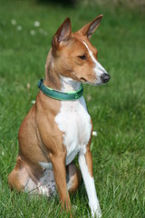 Basenji Calaila 11