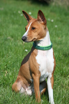 Basenji Calaila 10