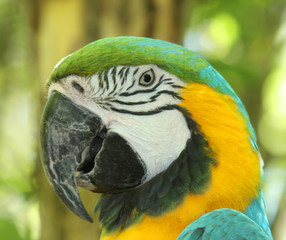 Pappagallo