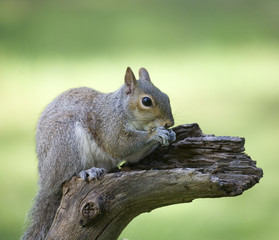 Obraz premium tree squirrel