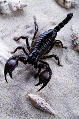 Shells, sand and scorpion