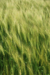 wheatfield