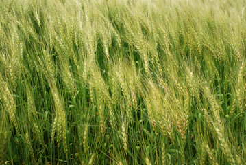 wheatfield