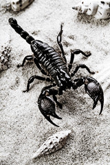 Scorpion on the sand