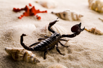 Shells, sand and scorpion