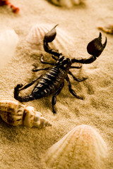 Scorpion on the sand