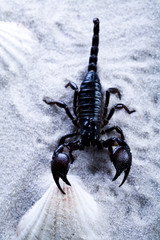 Scorpion