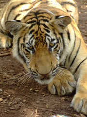 Fototapeta premium Tigre