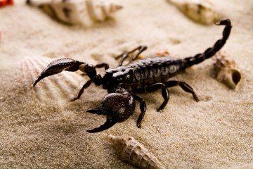 Scorpion