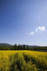 Yellow canola fields in summer and nature