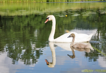 swan and young