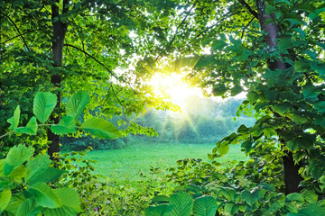 Summer forest, sun