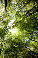 Fall treetops