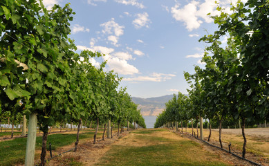 vineyard on a hillside near Kelowna