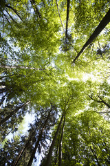 Fototapeta premium Fall treetops