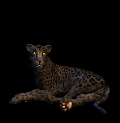 leopardo nero
