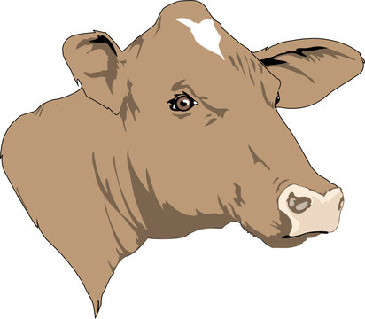 head of cow, vector illustration