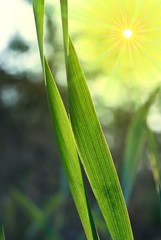 green sprouts in a rays of sun