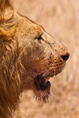 Male lion closeup of the head