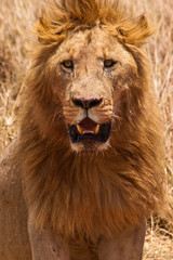 Male lion closeup of the head