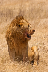 Fototapeta na wymiar Mężczyzna siedzący lew w suchej trawy żółty