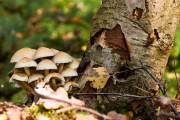 Fungi, mushrooms in a forest