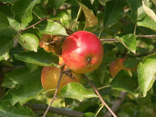 pommes de variété jonagold sur l'arbre