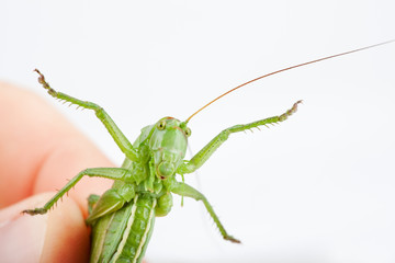 Tettigonia cantans - Zwitscherschrecke