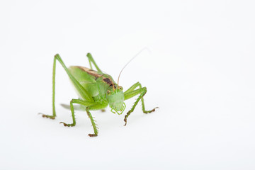 Tettigonia cantans - Zwitscherschrecke