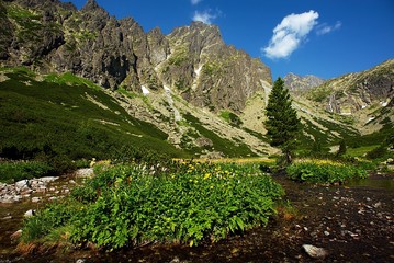 mountain creek scenery