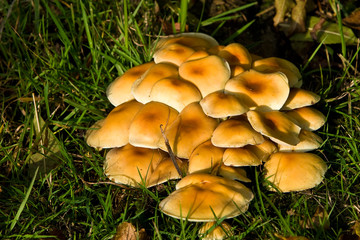 Fungi, mushrooms in a forest