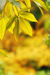 Autumn leaves background