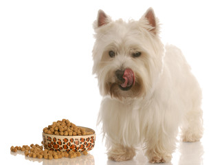 west highland white terrier licking lips standing beside dish