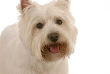 west highland white terrier on white background