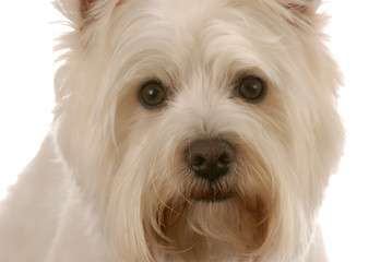 west highland white terrier head shot on white background