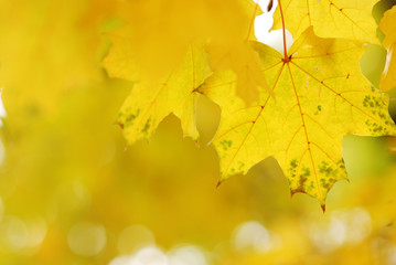 Autumn leaves background