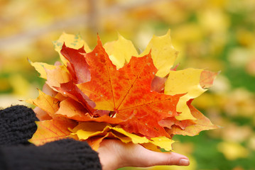 Autumn maple leaves