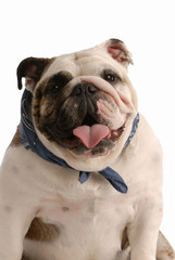 happy english bulldog sitting on white background